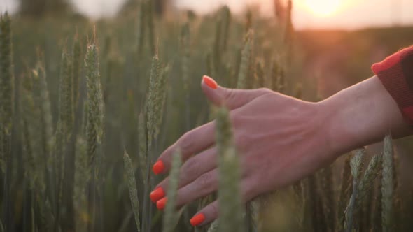 Woman Walks Through a Green Wheat Field and Touches the Ears of Wheat with Her Hands Against the