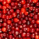 Cranberry Berries Seamless Rotation - VideoHive Item for Sale