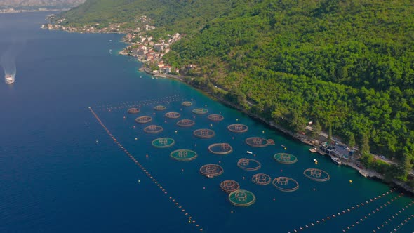 Aerial View on Oyster Farms in Blue Sea on the Kotor Bay Montenegro