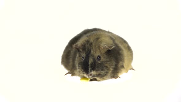 Short-haired Guinea Pig on a White Background in Studio