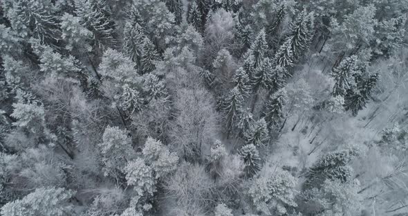 Winter Landscape with Forest