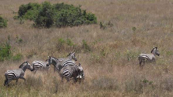 980164 Grant's Zebra, equus burchelli boehmi, Fight, Nairobi Park in Kenya, slow motion