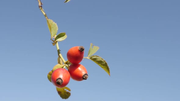 Rose  hips on the wind slow-mo 1080p FullHD tilting footage - Rosa canina against blue sky slow moti