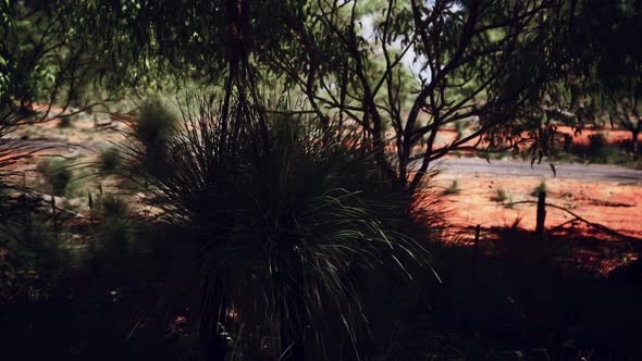 Red Sand Bush with Trees