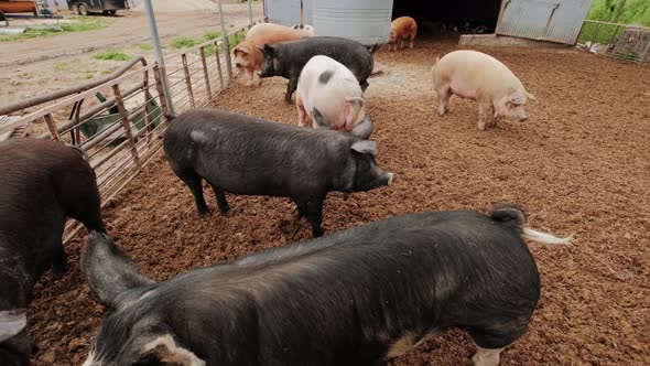 Close Up of Pig Farm Black Pigs Near the Fence