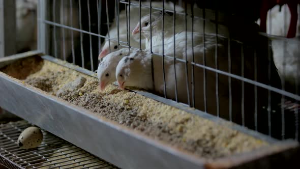 White Quails Eating Food on Poultry Farm