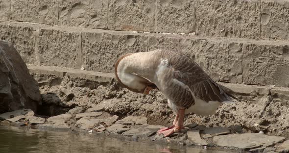 Goose On The Lake