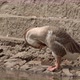 Goose On The Lake - VideoHive Item for Sale