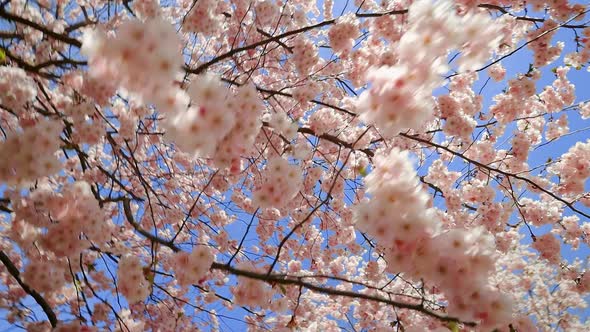 Establishing Shot Fast Whirling Panning Shot of Blossoming Sakura or Cherry Tree Against Blue Sky