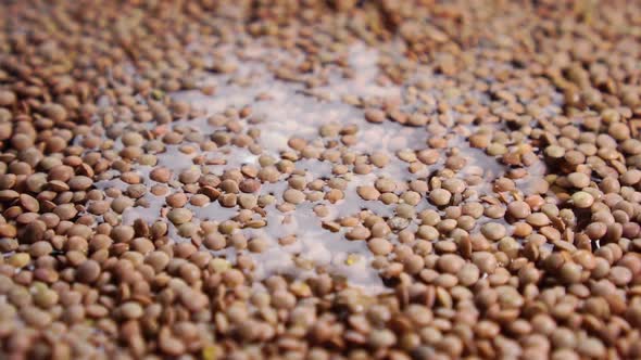 Uncooked lentils in water. Cooking legumes. Slow motion. Macro. Rotation