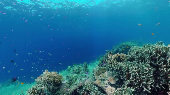 Coral Reef and Tropical Fish Underwater. Bohol, Panglao, Philippines.