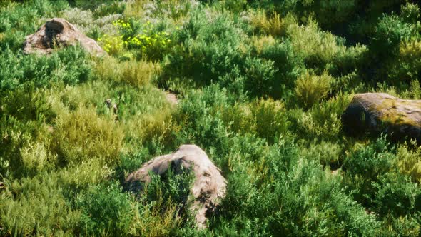 Solid Rock in the Middle of Green Ground alt