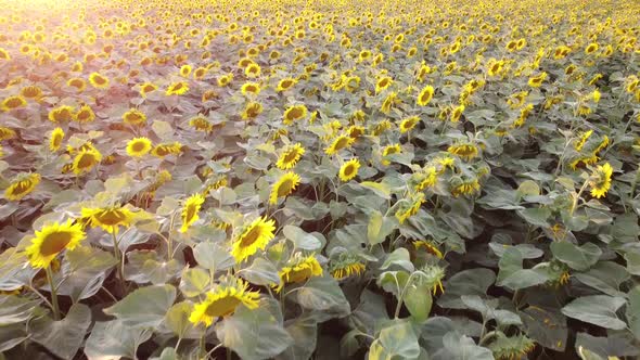 Blooming Sunflower Field at Sunset