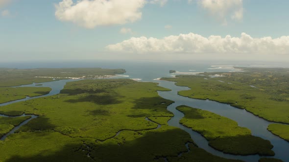 Aerial View of Mangrove Forest and River