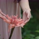 Girl Touching A Flower - VideoHive Item for Sale