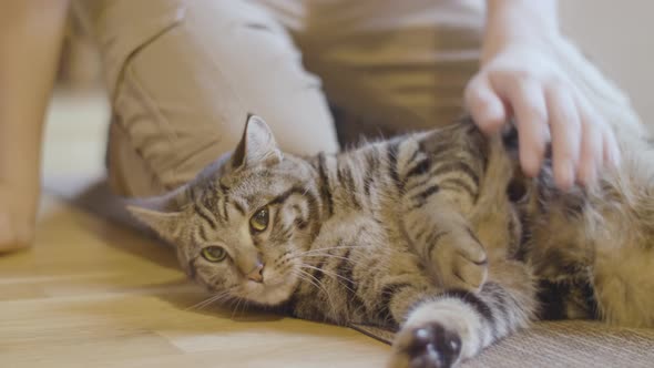 Child Petting A Tabby Cat