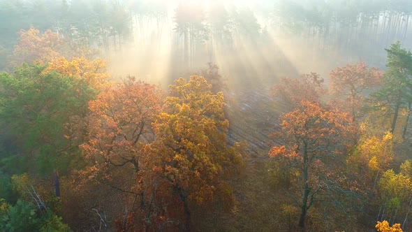 Aerial Flight Over Mist Forest Autumn Trees. Color Trees and Sunbeams Breaking Through the Branches