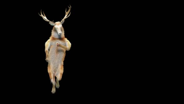 34 Deer Dancing HD