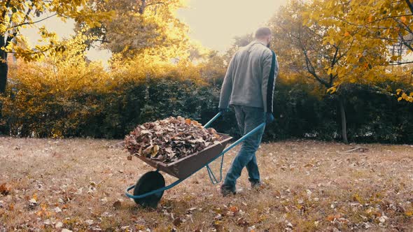 Garden Worker Pushing a Wheelbarrow Filled with Dry Leaves and Tree Branches To the Trashcan 