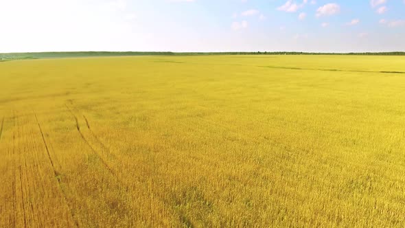 Wheat Field Drone 07