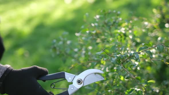 Gardening Concept  Gardener with Secateurs Cutting Branches of Bushes