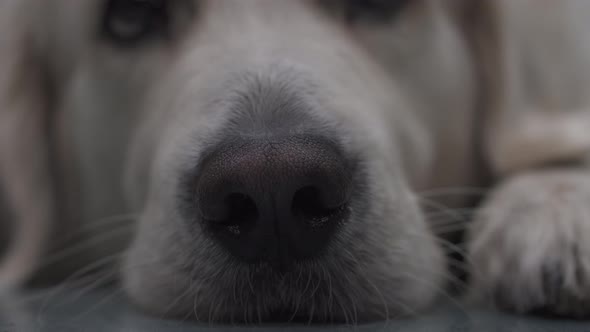 Funny nose of white golden retriever dog breed with a nice bokeh and funny movements