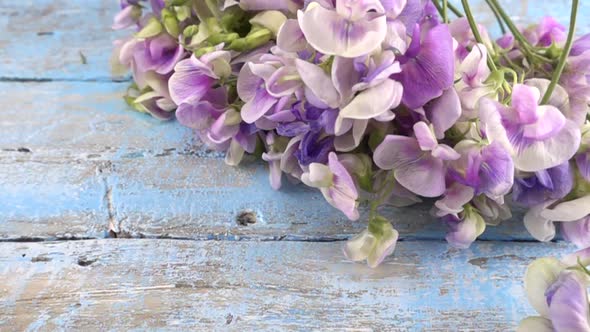 Colorful summer garden flowers: a bouquet of lilac sweet peas falls on a vintage wooden