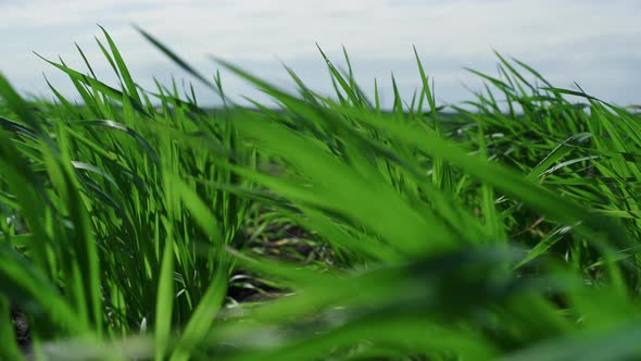 Green Wheat Growing Field in Ecology Agriculture Nature Background Aerial View