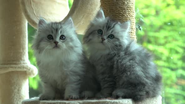 Two Persian Kittens Sitting On Cat Tower