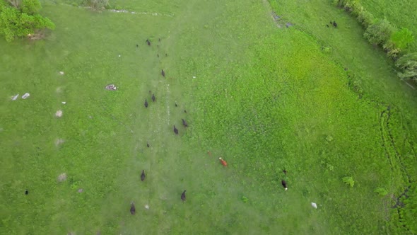 Panorama Cows Graze in the Green Field Meadow