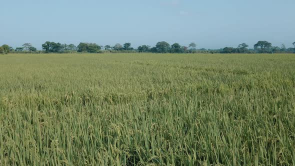 Rice field in the morning.