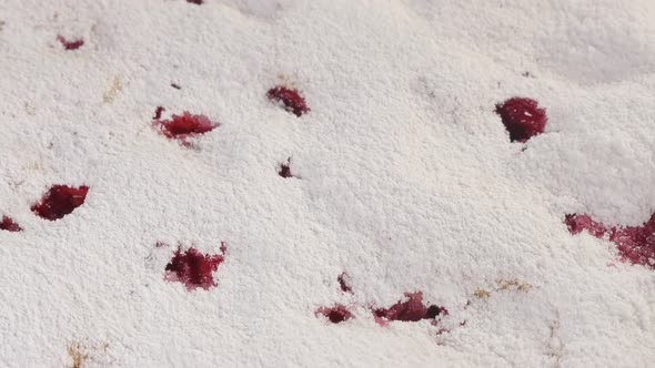 Cherry cake powdered with sugar dust 4K 2160p UHD footage - Sour cherry spone cake close-up 4K 3840X