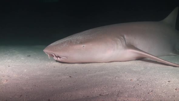 Nurse shark resting on sandy ocean flooring it's gills to absorb oxygen.