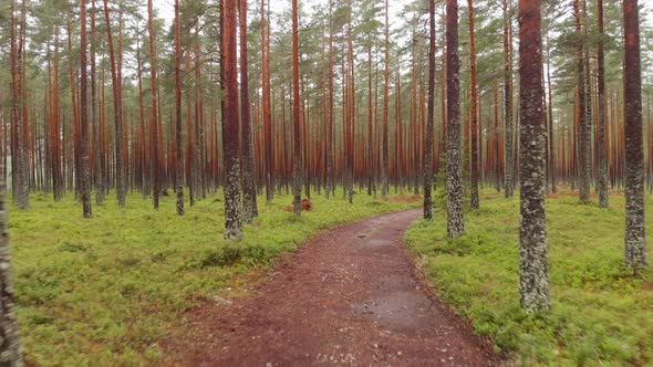 Aerial - quick retreat on dirt trail in massive forest plantation