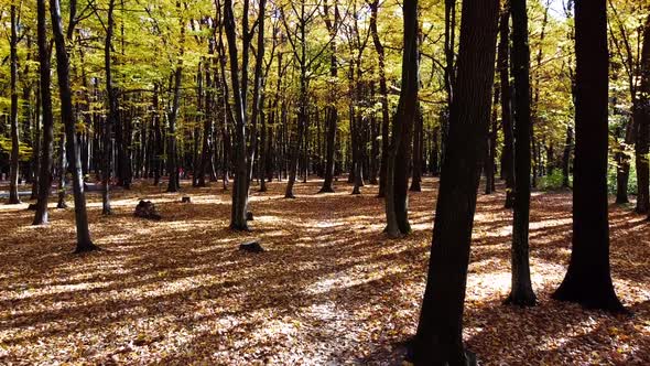 Aerial drone view of a flying in the autumn park.