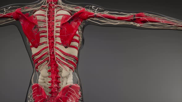 Transparent Human Body with Visible Bones