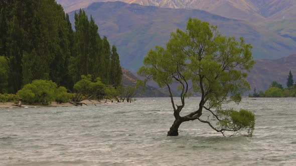 Lone tree in Lake Wanaka, New Zealand