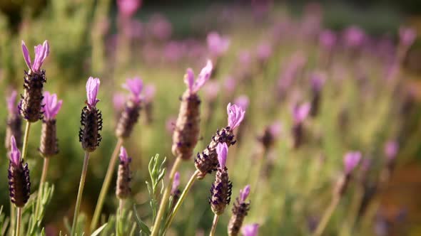 Spring Flower