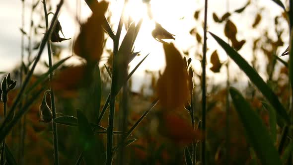 Flowers in the Field