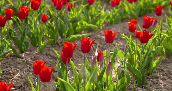 Tulips on Agruiculture Field Holland