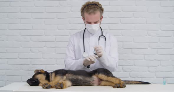 Professional Veterinarian Making Injection to Dog in Thigh