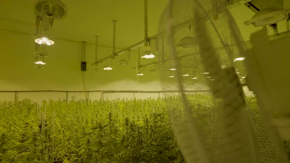 Fan blowing wind of a large group of cannabis plants in professional nursery