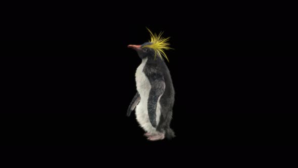 Penguin Dancing 4K