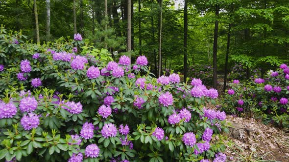 Up close shot of Rhododendrons in purple bloom.