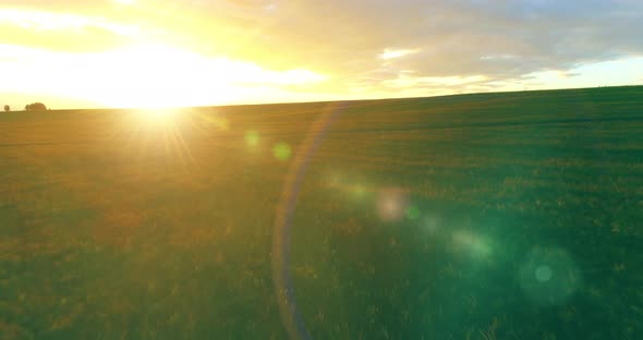 Flight Above Rural Summer Landscape with Endless Yellow Field at Sunny Summer Evening