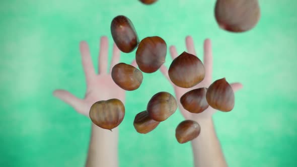 Throwing Up Handful Pile of Chestnuts Above Green Background
