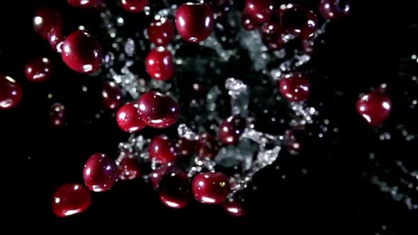 Delicious Cherries Are Flying Up with Splashes of Water on a Black Background