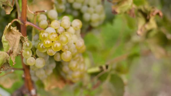 Bunch of Grapes on Vineyard at Vine Production Farm