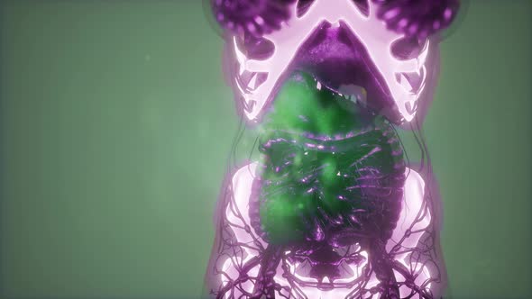 Human Body with Visible Skeletal Bones alt