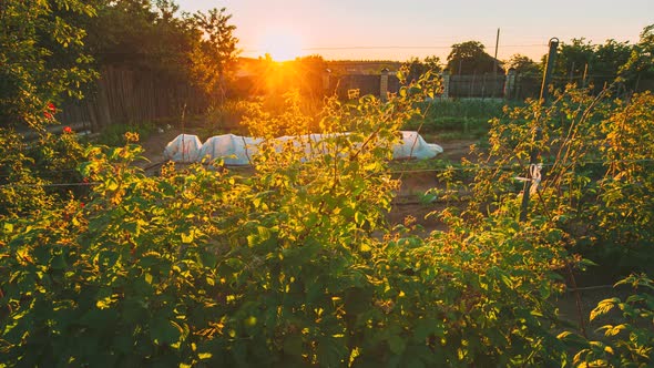 View Of Raspberry Bushes Growing In Vegetable Garden At Sunset